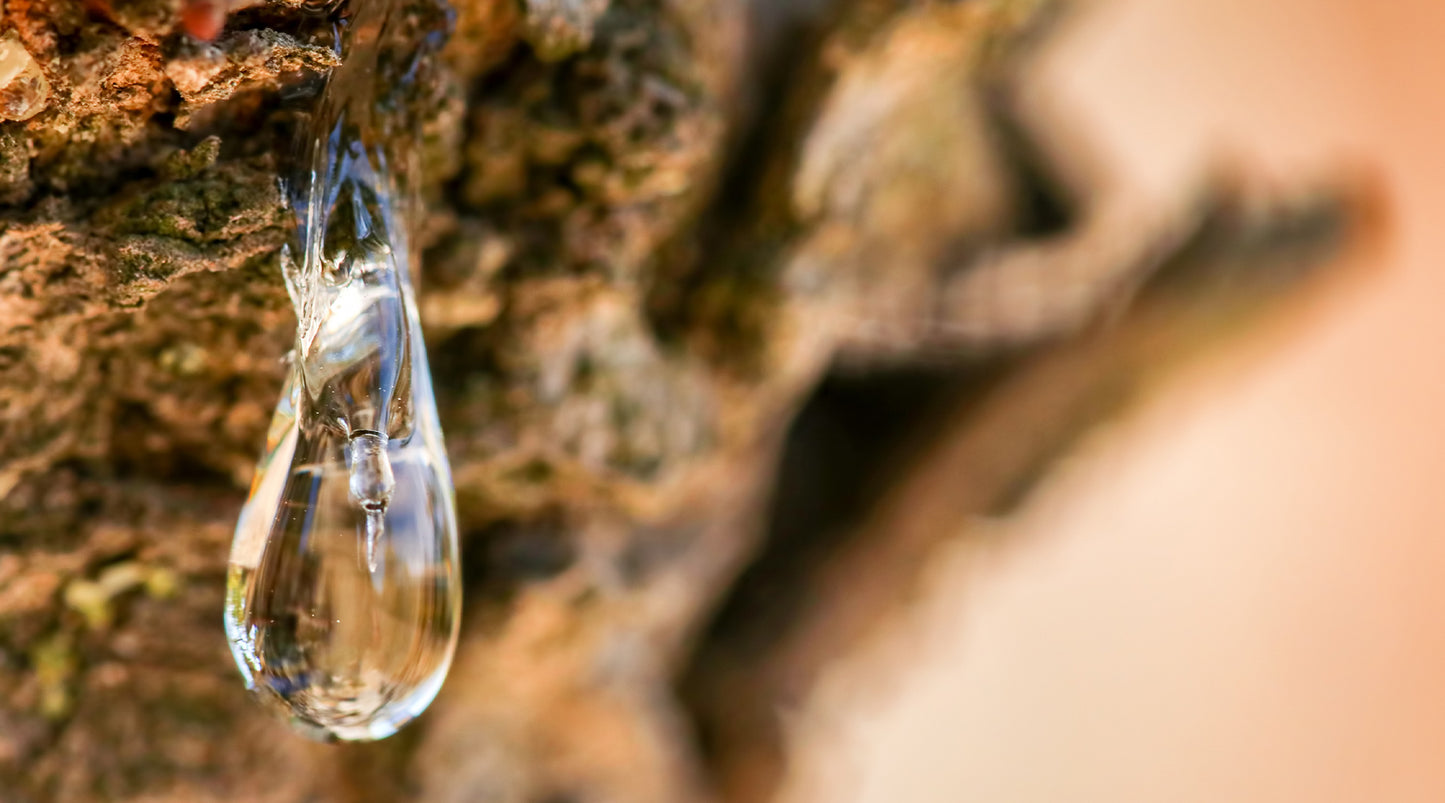 Mastic - The greek liquor you need to know about
